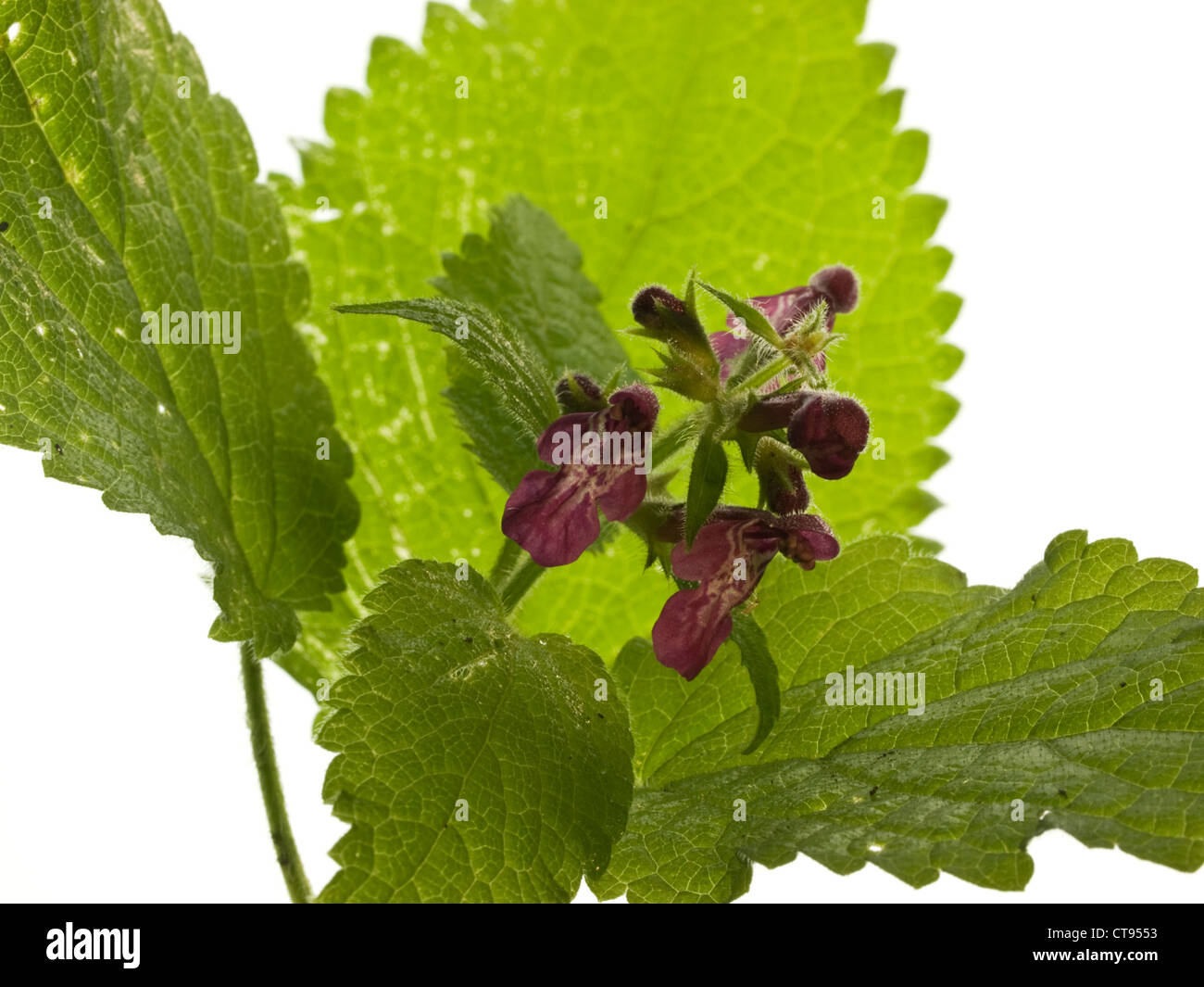 Black Horehound Ballota Nigra (Lamiaceae) Blütenstand vor einem weißen Hintergrund Stockfoto