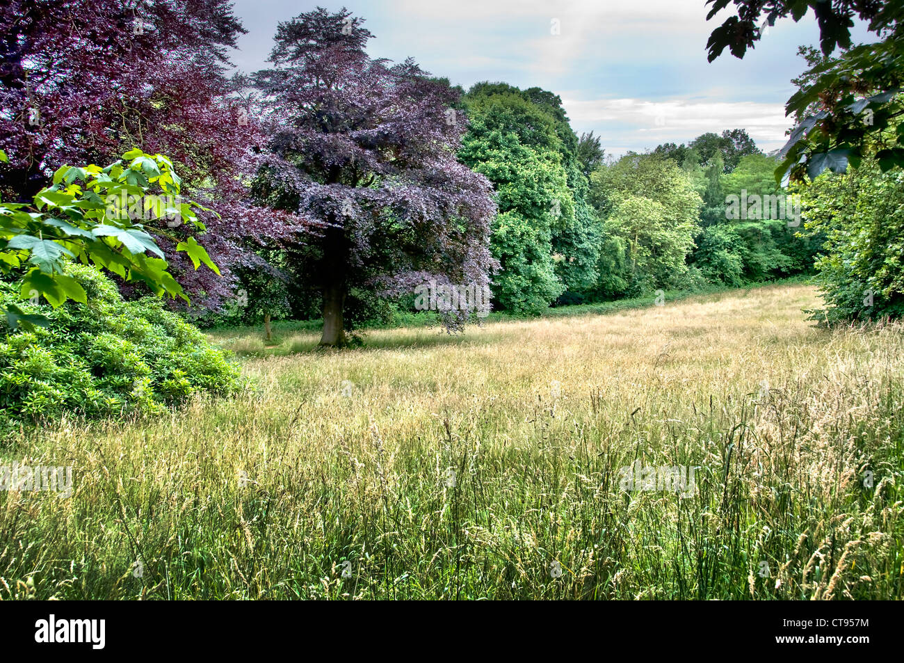 Wiese im Le Mont Noir (der schwarze Berg) - Flandern, Frankreich Stockfoto