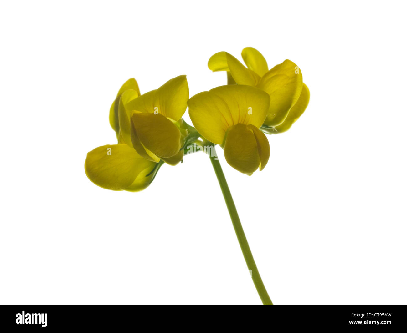 Wiesen Platterbse Lathyrus Pratensis (Fabaceae) Blütenstand vor einem weißen Hintergrund Stockfoto