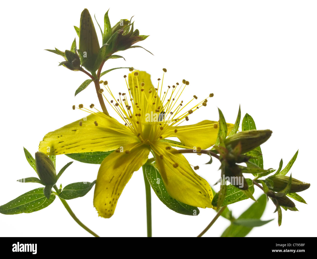 Perforieren Sie St. Johanniskraut-Hypericum Perforatum (Clusiaceae) Blütenstand vor einem weißen Hintergrund Stockfoto