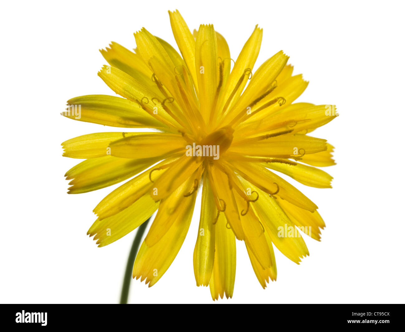 Glatte Hawk-Bart Crepis Capillaris (Asteraceae) Blütenstand vor weißem Hintergrund Stockfoto