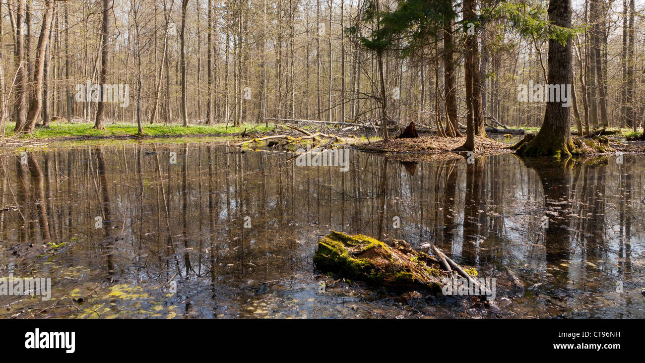 Frühling-Stand von Białowieża Wald und Wasser in der Sonne stehen Stockfoto