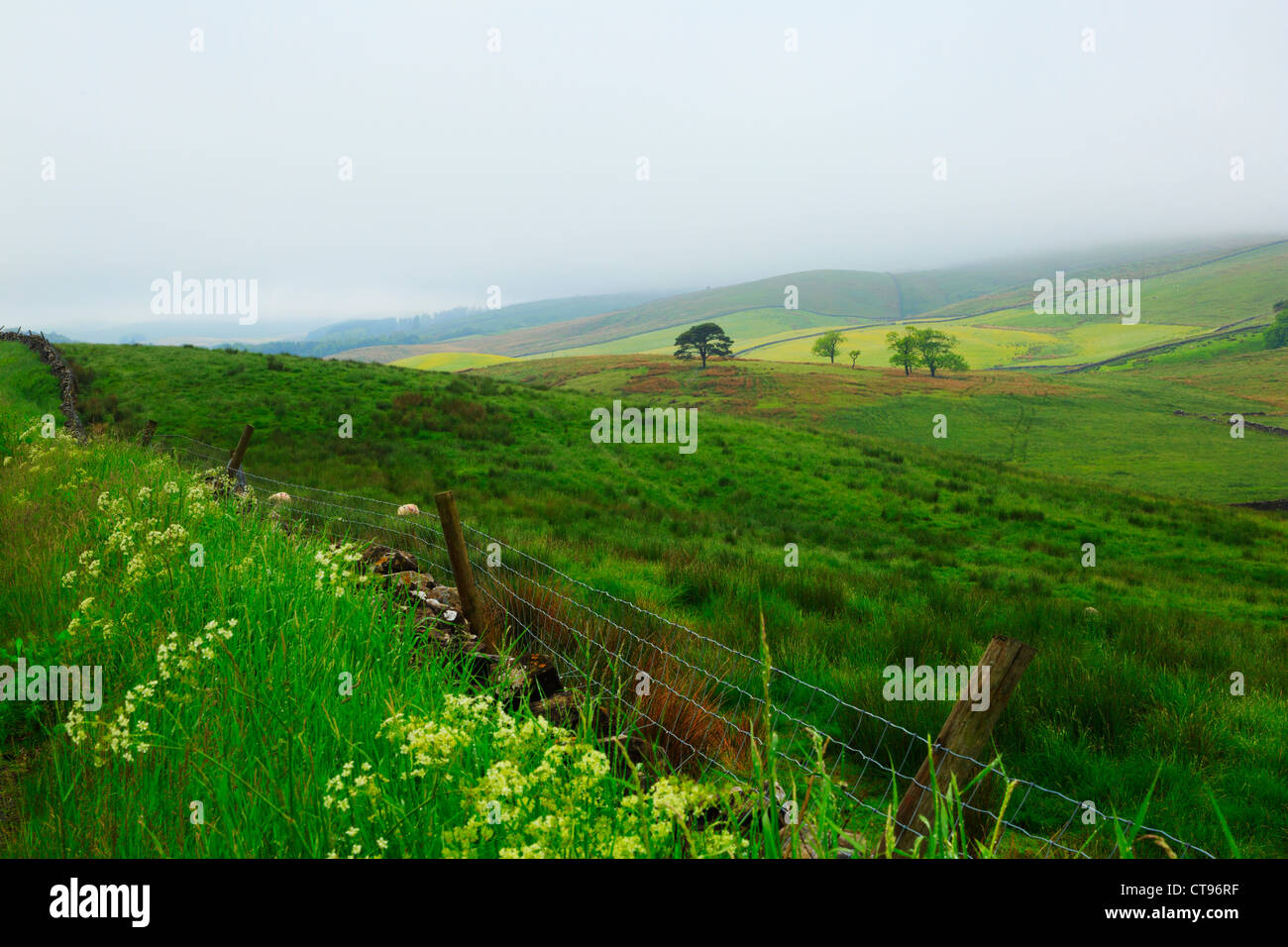 Nebligen Morgen in Bishopdale, North Yorkshire Stockfoto