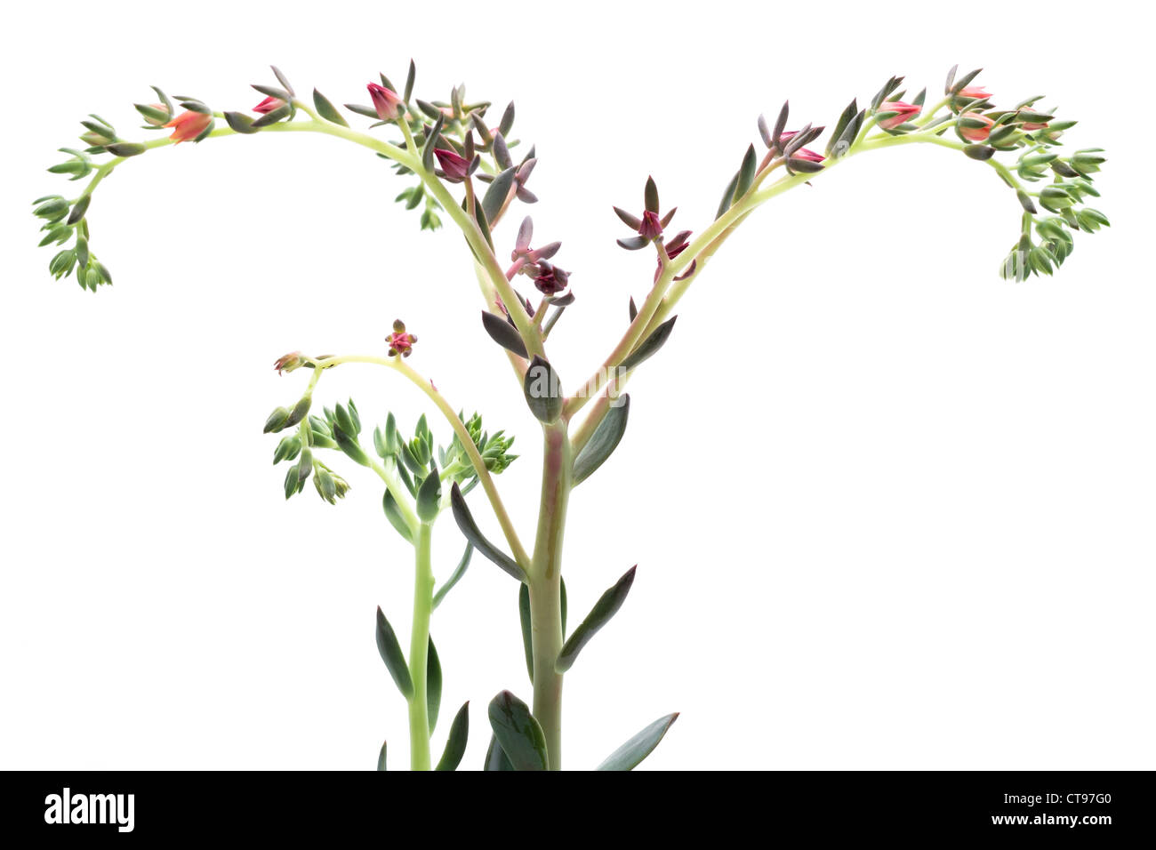 Echeveria Derenosa Sukkulente Pflanze auf weißem Hintergrund Stockfoto