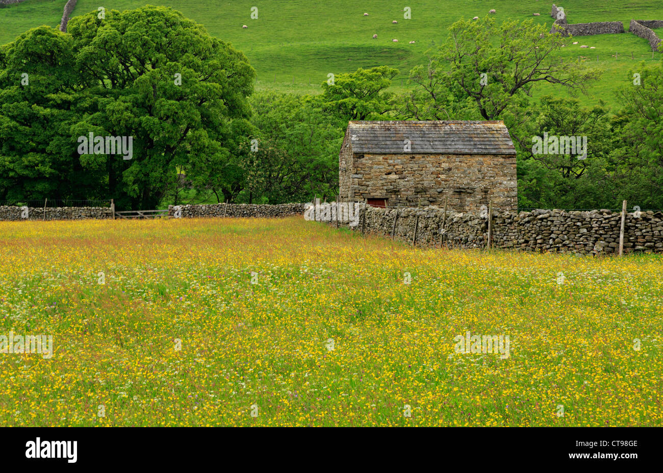 Bereich der Butterblumen und Scheune, Swaledale, North Yorkshire Stockfoto