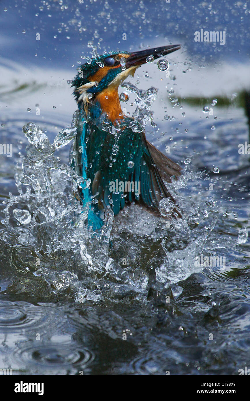 Eisvogel, Alcedo Atthis, spritzt aus Wasser, Worcestershire, England, UK Stockfoto