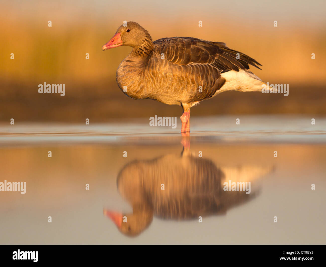 Graugans am Wasser stehen Stockfoto