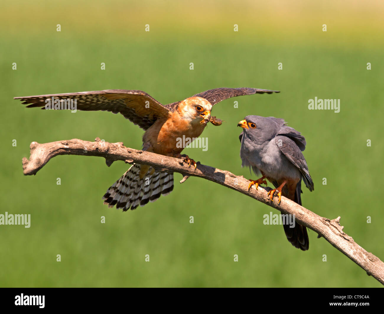 Weibliche Red-footed Falcon mit Insekt männlich entnommen Stockfoto