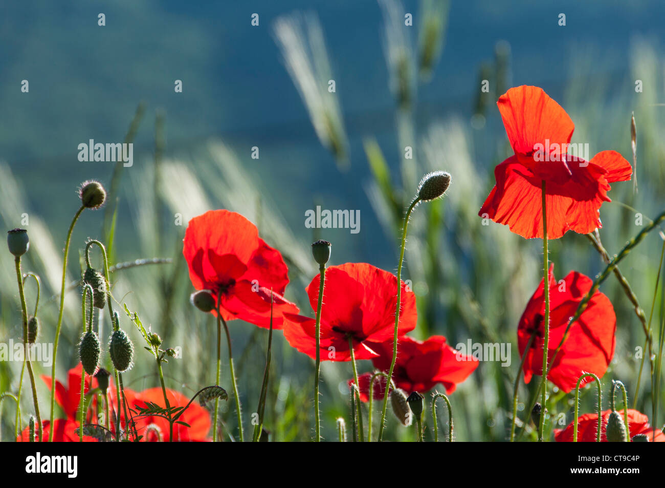 Mohn in der Nähe von Preci Umbrien, Italien Stockfoto