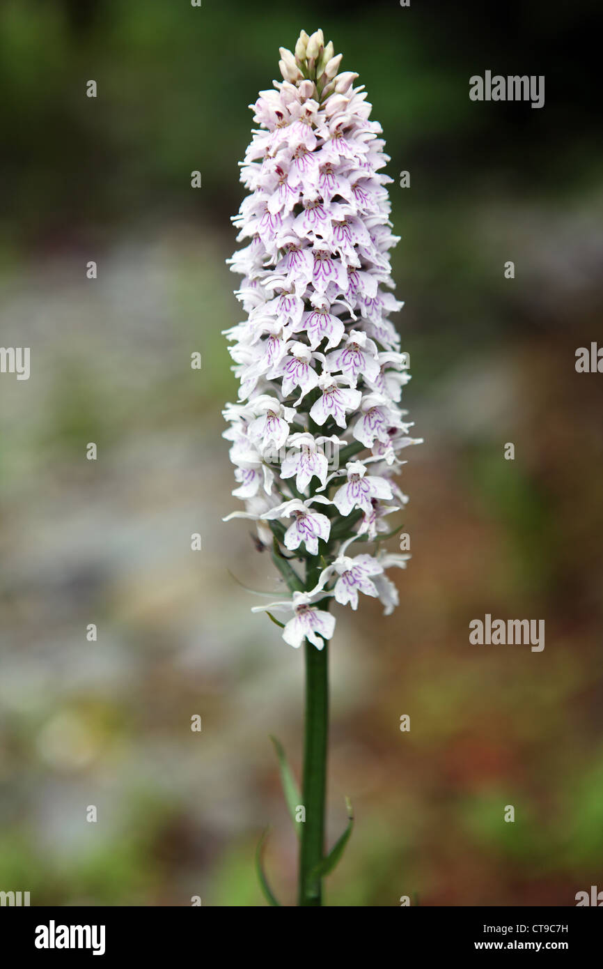 Heide gesichtet Orchidee, irische Wildblumen in eine irische Garten wächst Stockfoto