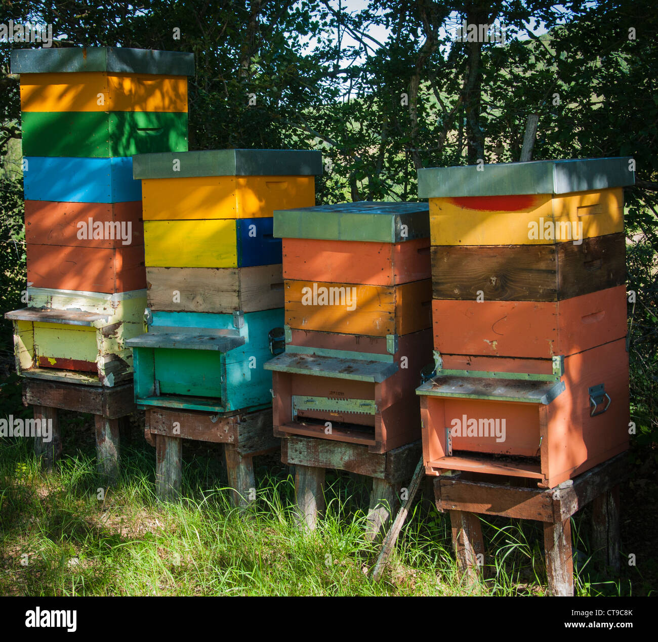 Bunte Bienenstöcke, Umbrien, Italien. Stockfoto