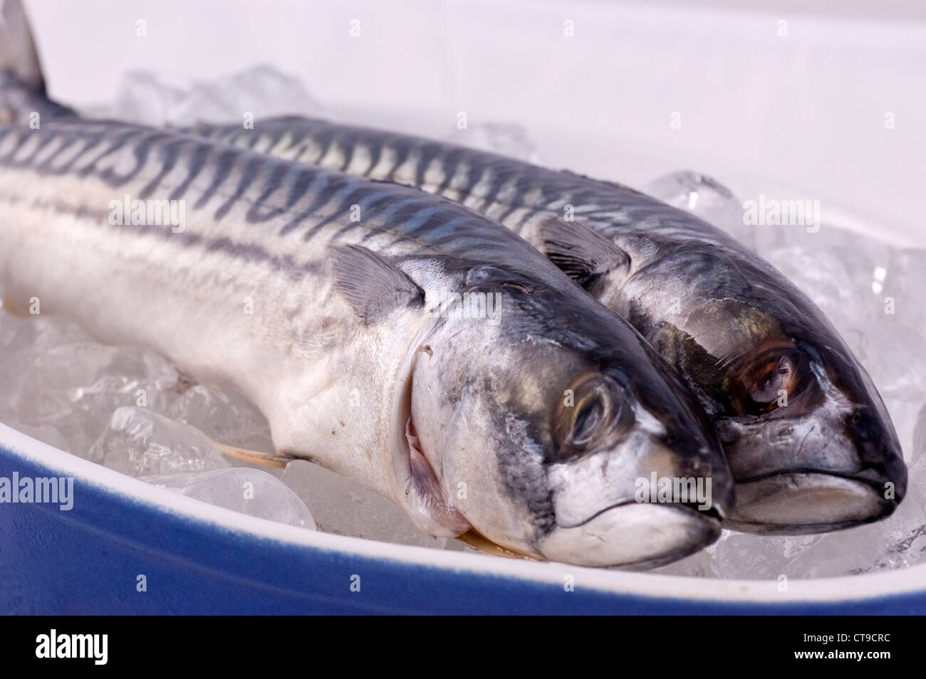 Zwei Makrelen Fische auf Eis gelegt Stockfoto