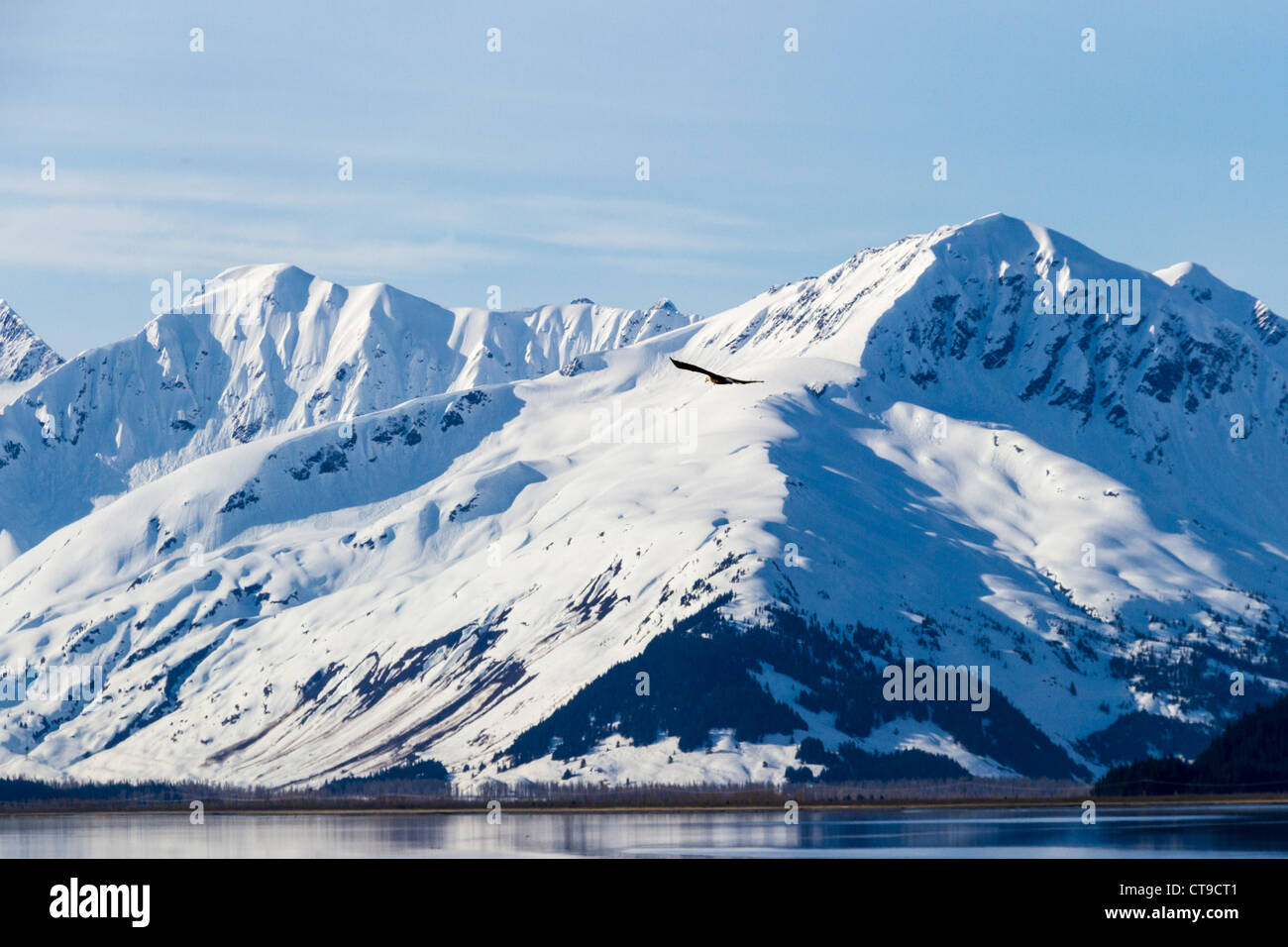 Bald Eagle im Flug über schneebedeckte Berge entlang des Turnagain Arms des Cook Inlet in Alaska. Stockfoto
