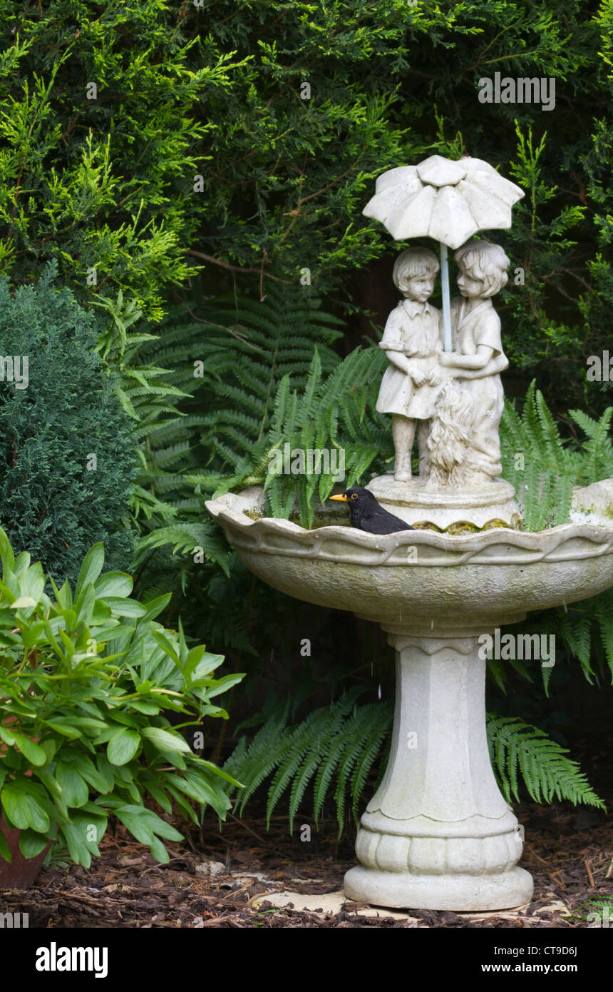 Amsel, Baden im Vogelbad in einem vorstädtischen Surrey-Garten Stockfoto