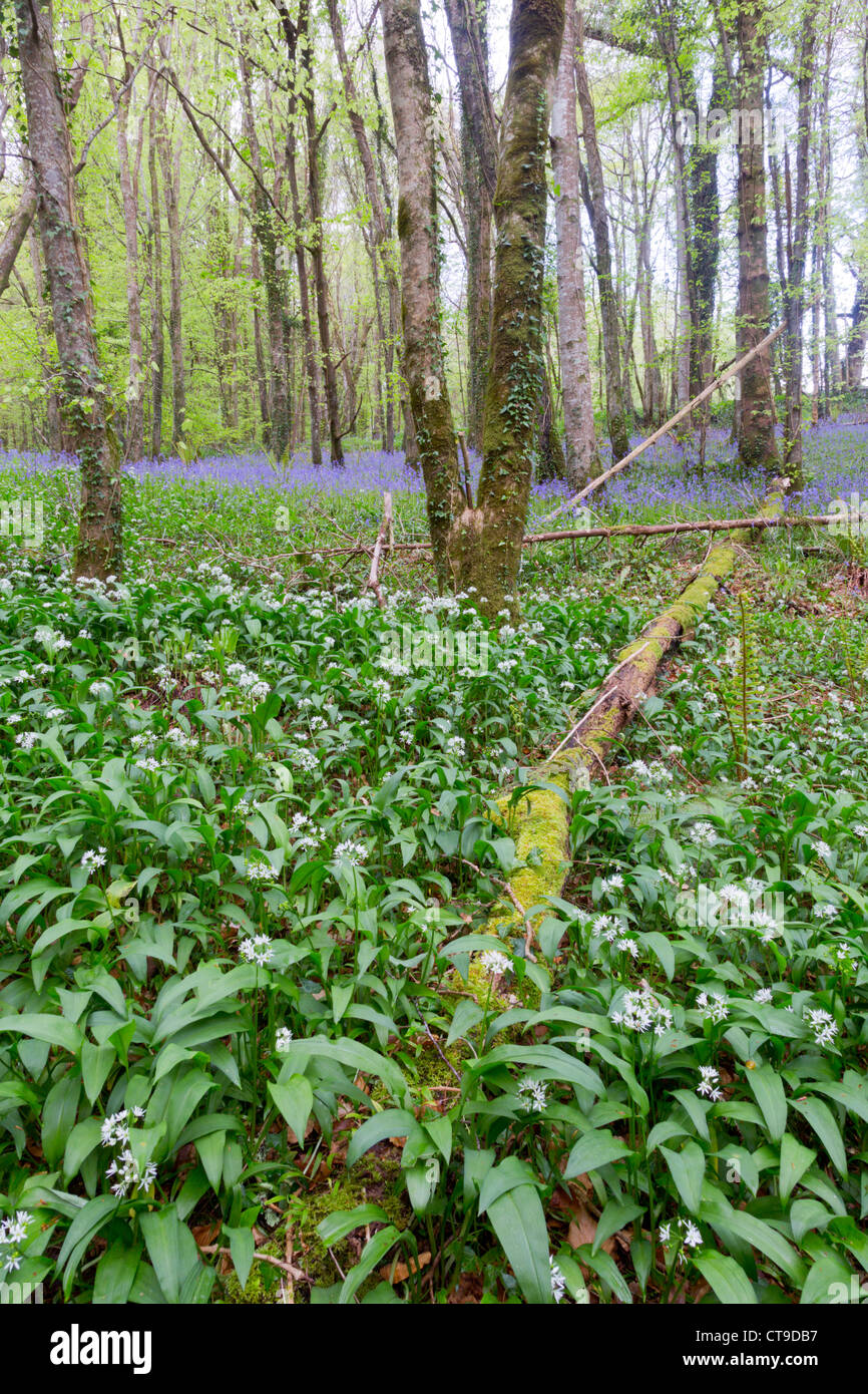 Duloe Wald; Bärlauch und Glockenblumen; Frühling; Cornwall; UK Stockfoto