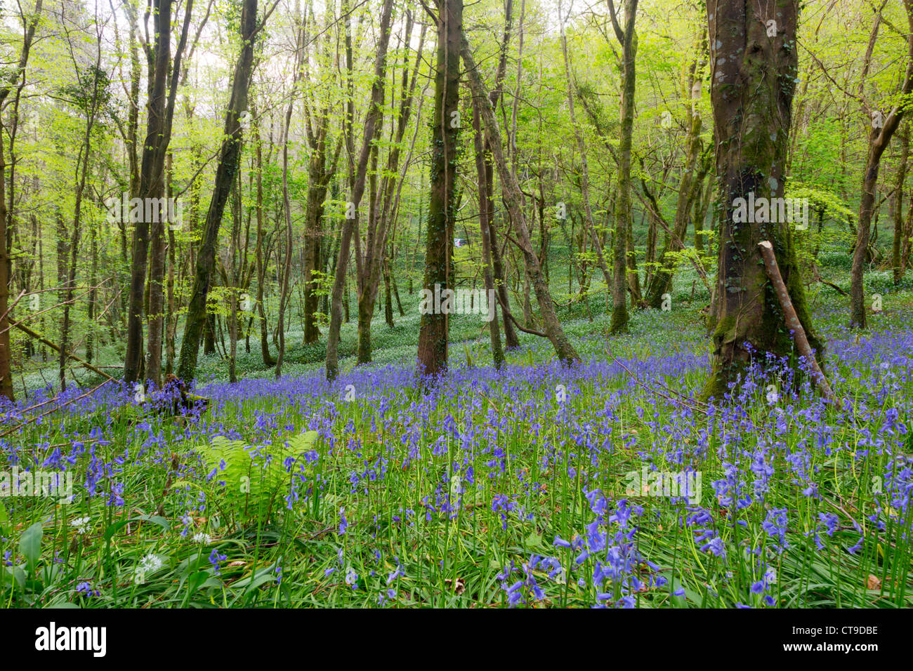 Duloe Wald; Bärlauch und Glockenblumen; Frühling; Cornwall; UK Stockfoto