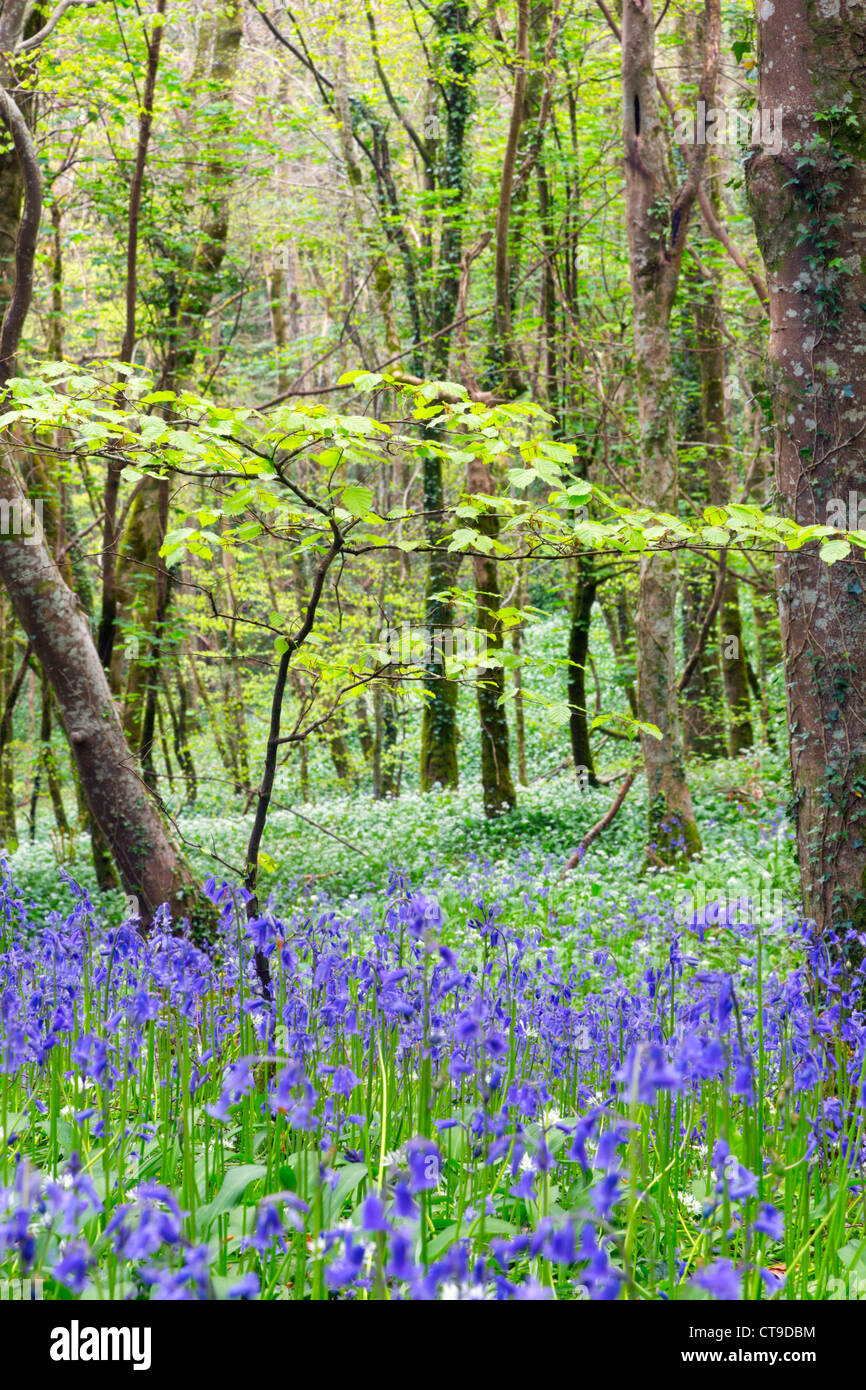 Duloe Wald; Bärlauch und Glockenblumen; Frühling; Cornwall; UK Stockfoto