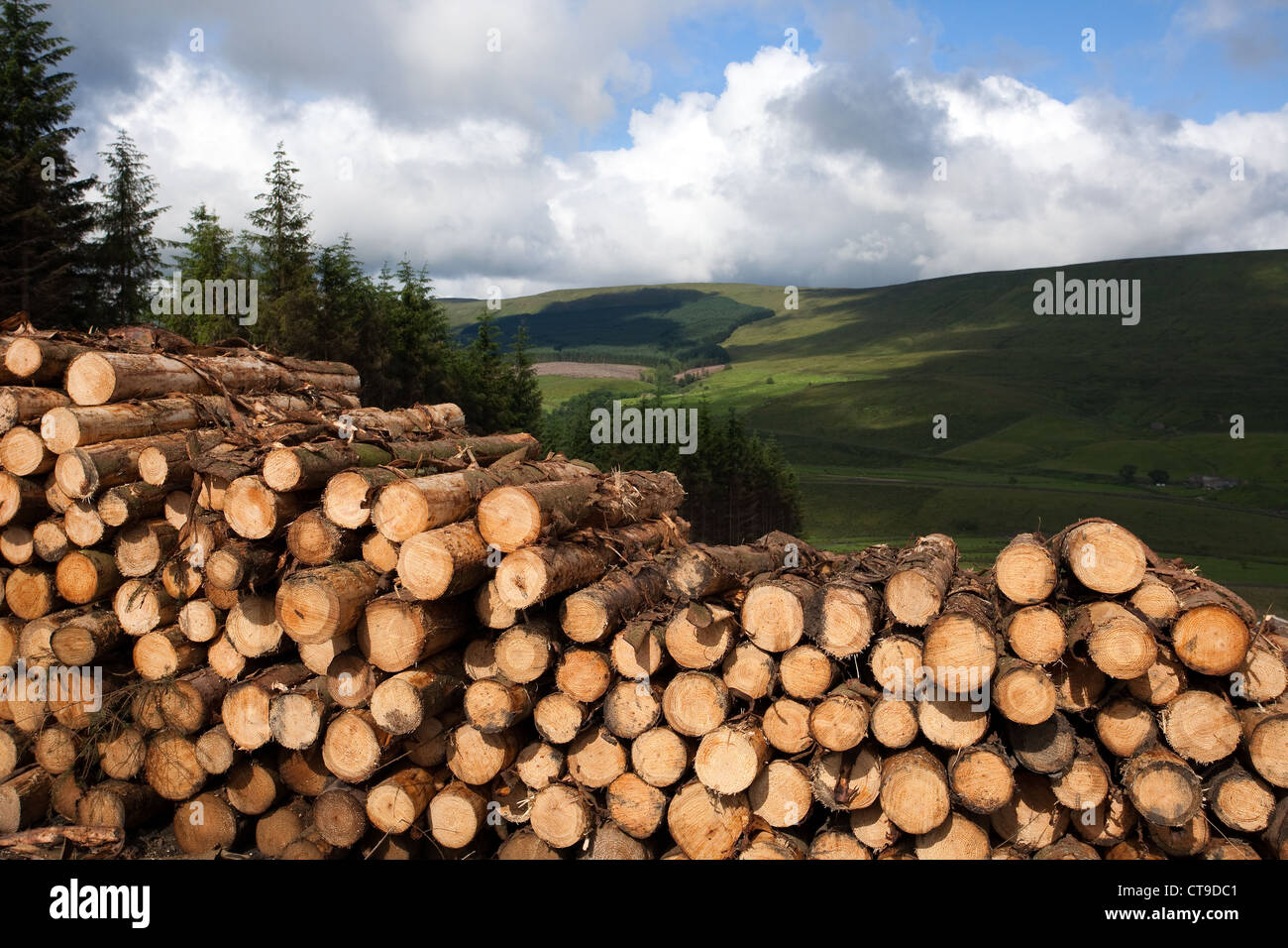 Forstwirtschaft cut Rundholz, Schnittholz, gefällten Baumes, hohen Häusern Wald in Widdale Snaizeholme aus Holz Plantation, Hawes in der North Yorkshire Dales, Großbritannien Stockfoto