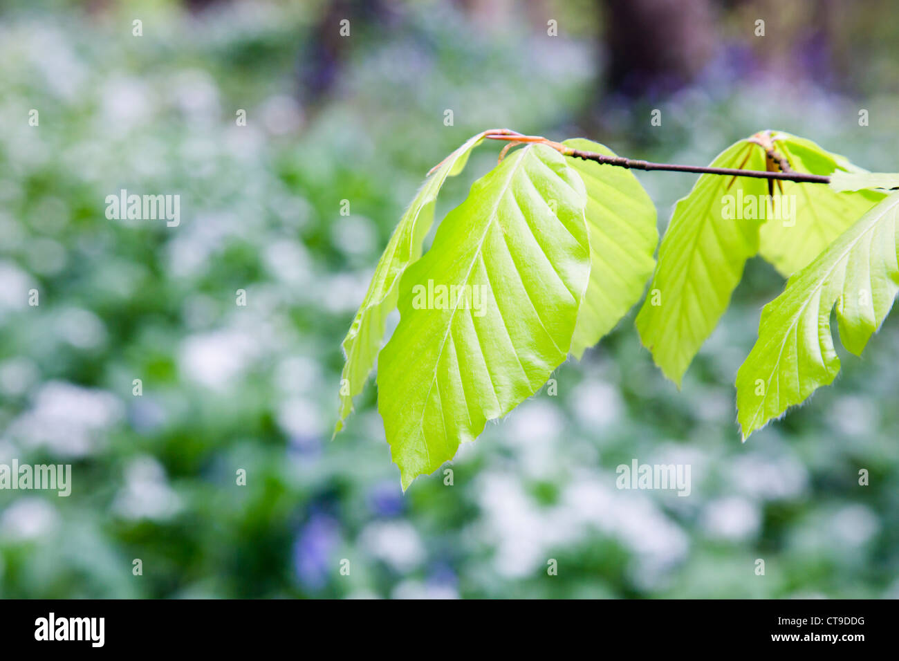 Buche-Baum-Blätter; Fagus Sylvatica; Duloe Wald; Cornwall; UK Stockfoto