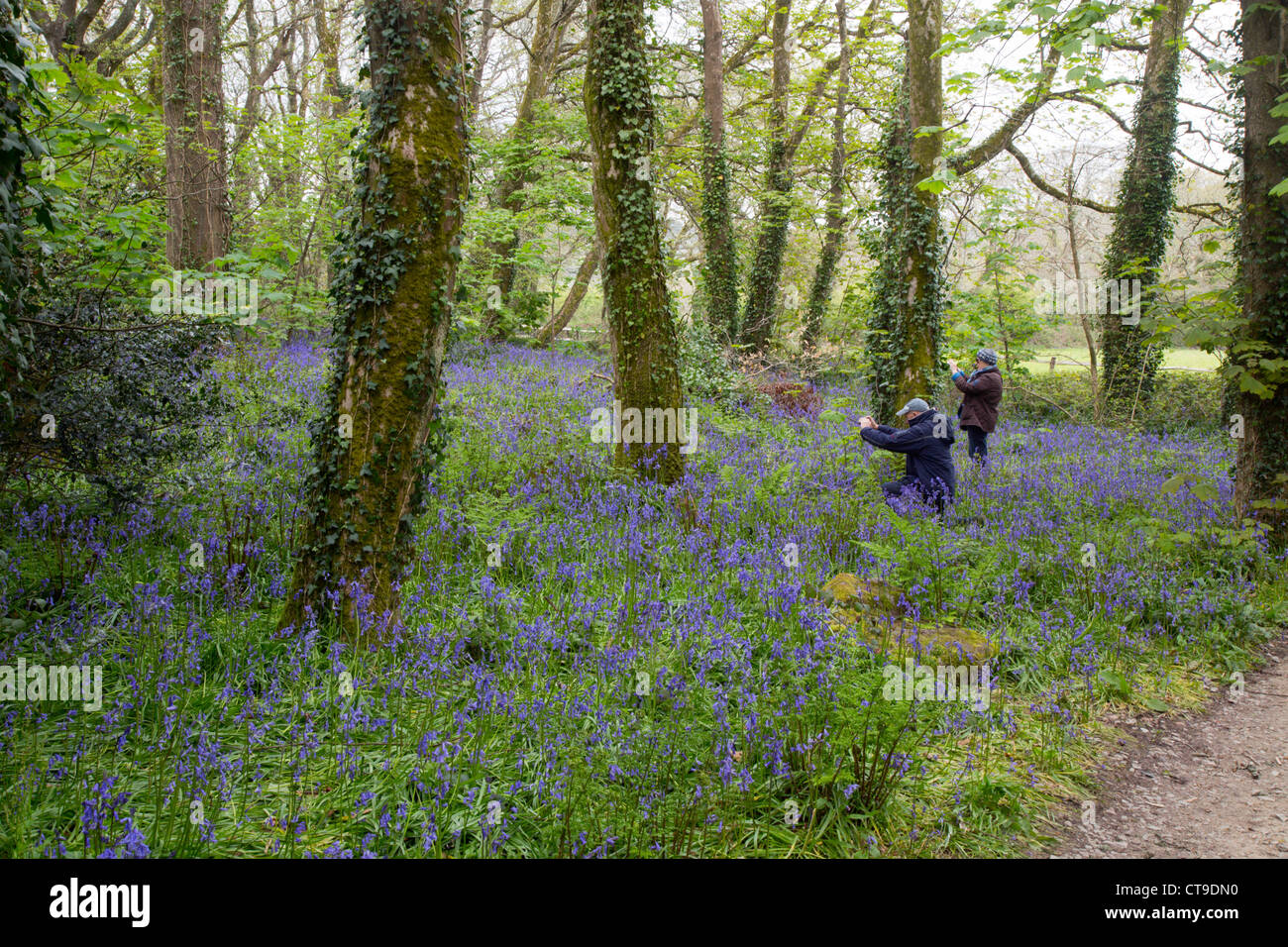 Godolphin Wald; Bluebells Frühling; Cornwall; UK Stockfoto