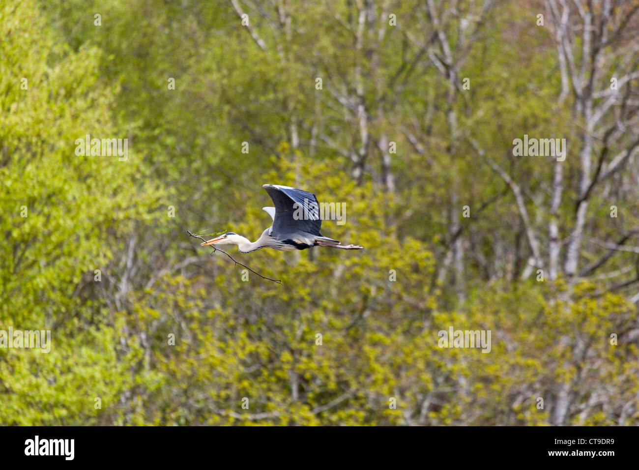 Graureiher; Ardea Cinerea; mit Nistmaterial; im Flug; Cornwall; UK Stockfoto