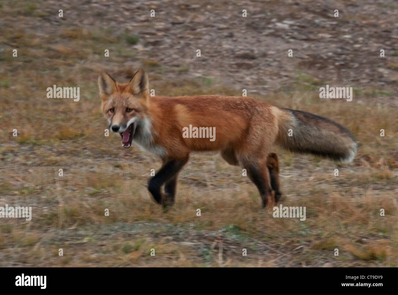 Eine Rotfuchs (Vulpes Vulpes) Rennen durch die Tundra, Denali-Nationalpark, Alaska. Stockfoto