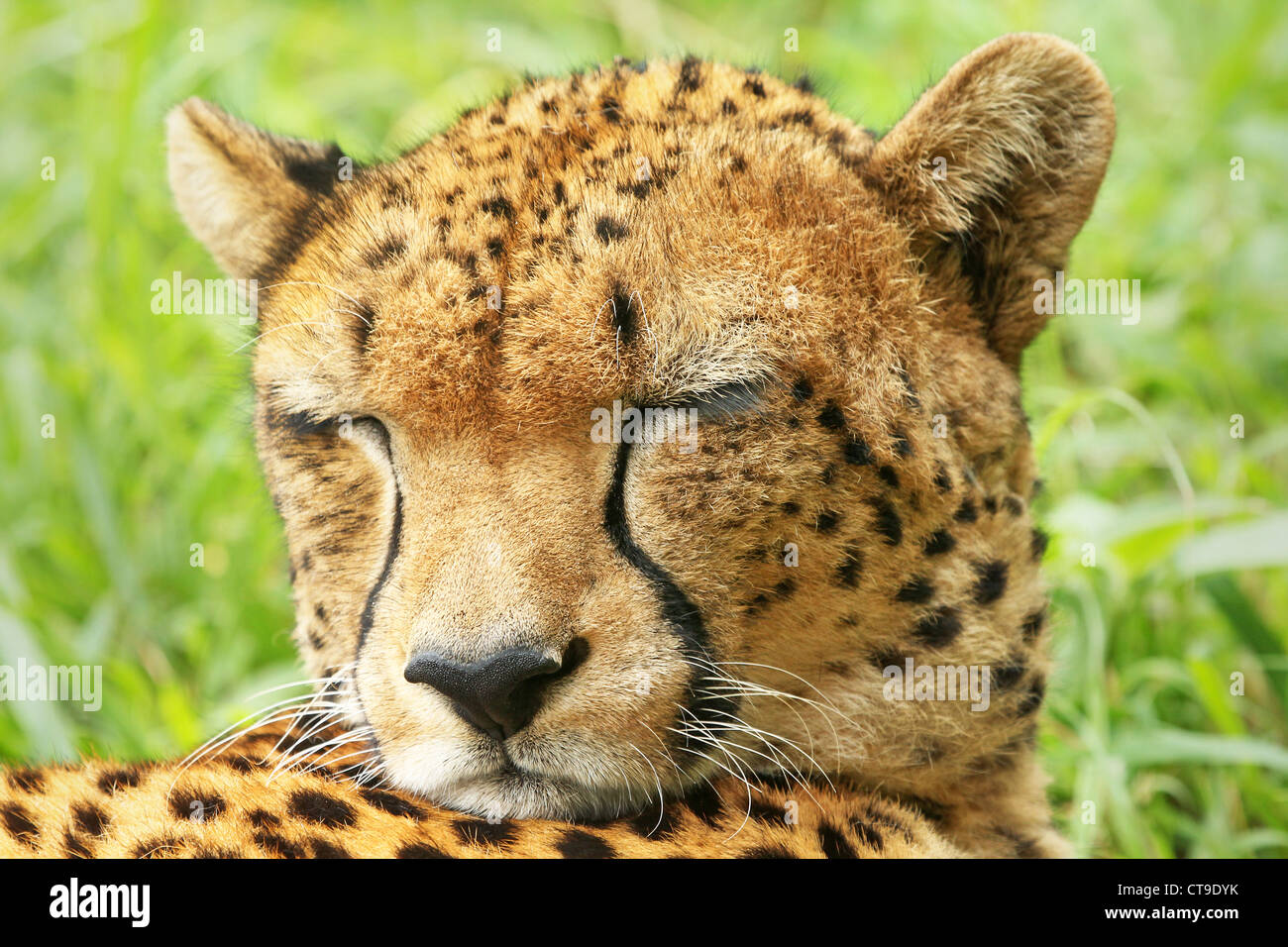 Ein Geparden ruht in den Rasen und halten Sie ein Auge für die Beute in den Savannen von Kenia, Afrika. Stockfoto