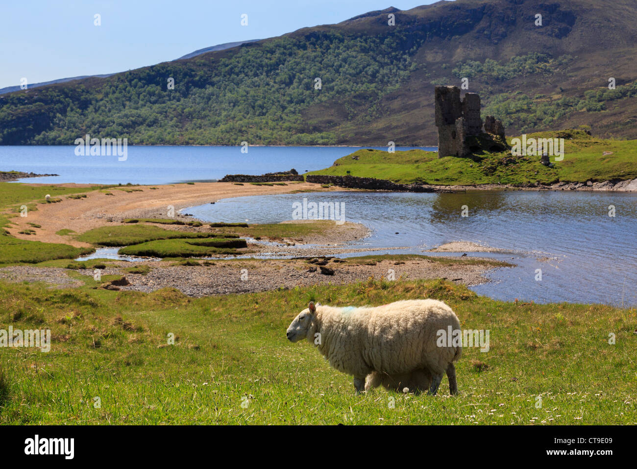 Schafe von Ardvreck Burgruine am Ufer des Loch Assynt im nordwestlichen schottischen Hochland in der Nähe von Inchnadamph Sutherland Schottland, Vereinigtes Königreich Stockfoto