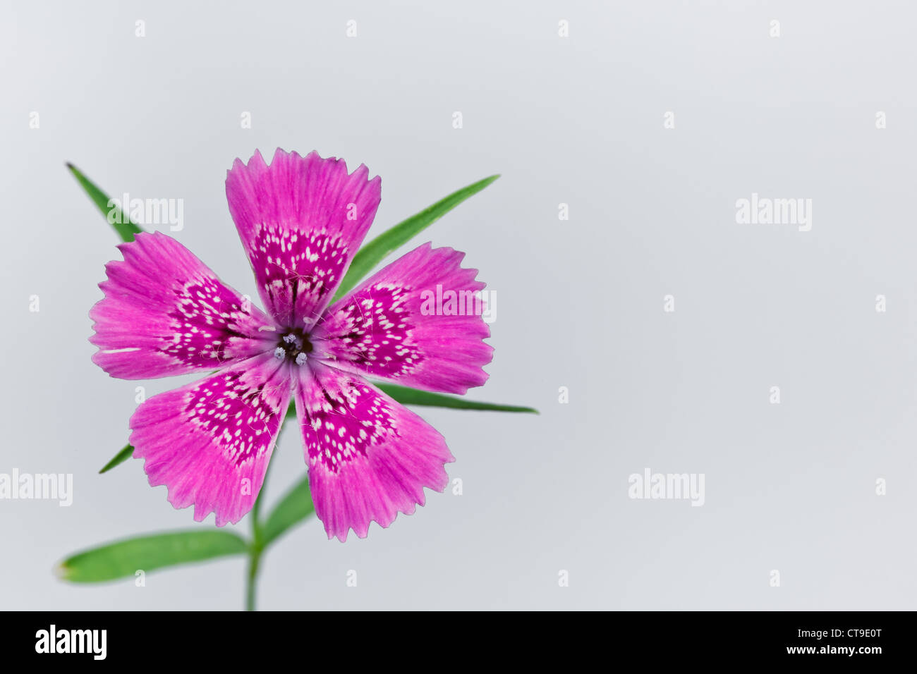 Piatra Craiului Rosa (Dianthus Callizonus) Stockfoto