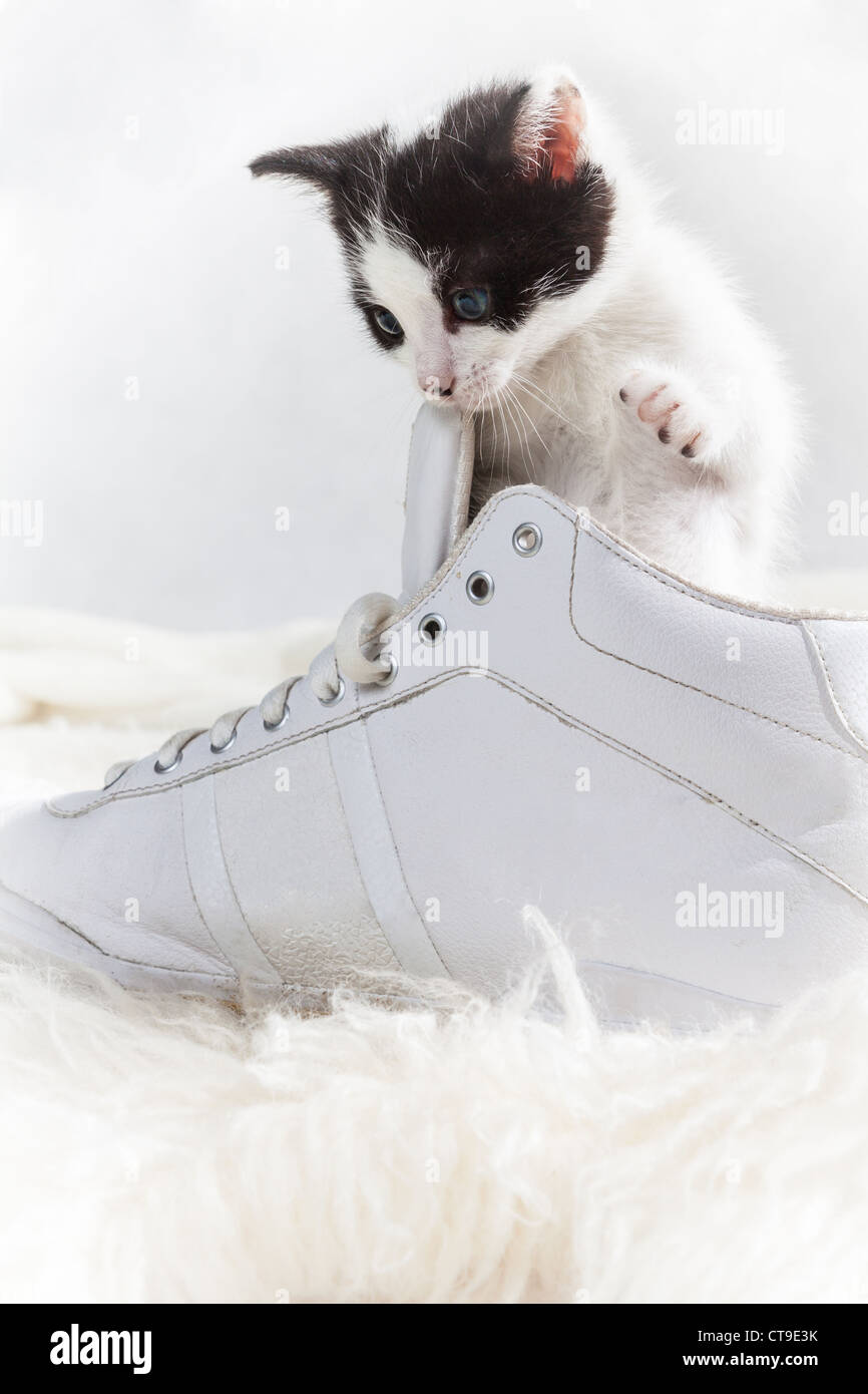 Junge Kätzchen, die einen Schuh zu erkunden Stockfoto