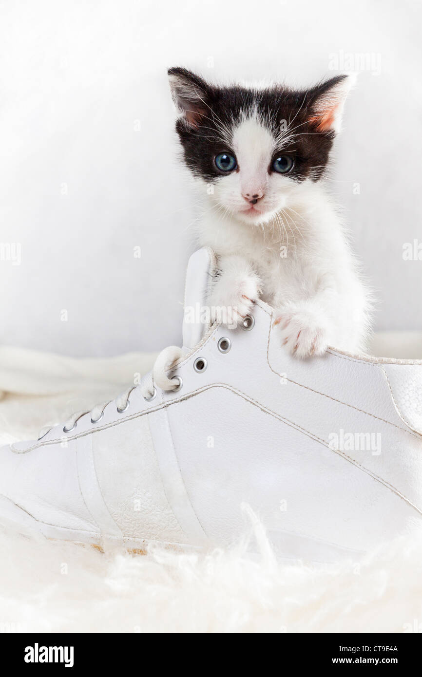 Junge Kätzchen sitzen in einem Schuh Stockfoto
