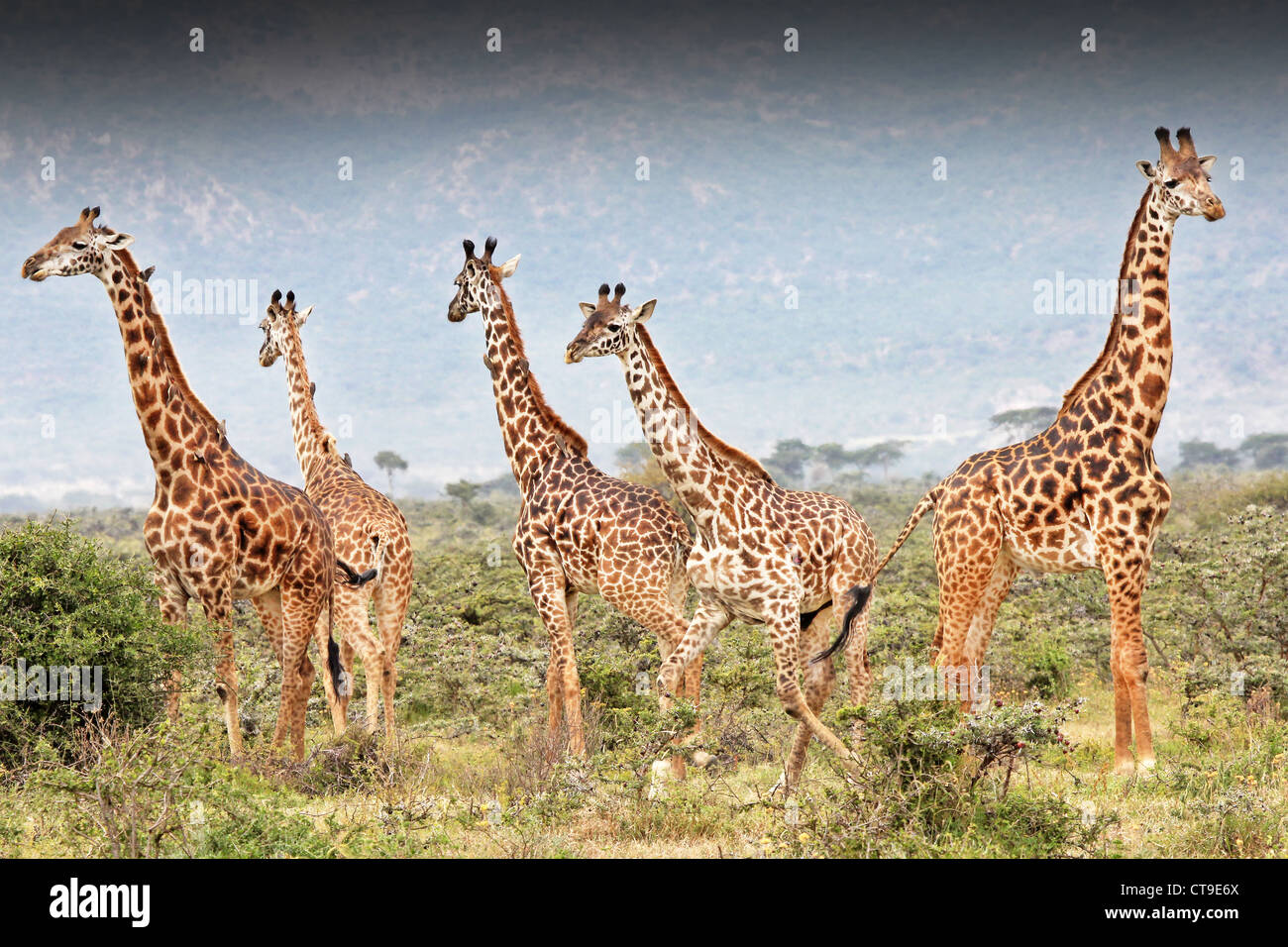 Eine wilde Gruppe von Masai Giraffe oder Maasai Giraffe (Giraffa Plancius Tippelskirchi). Eine Giraffe fällt von einem illegalen töten. Stockfoto