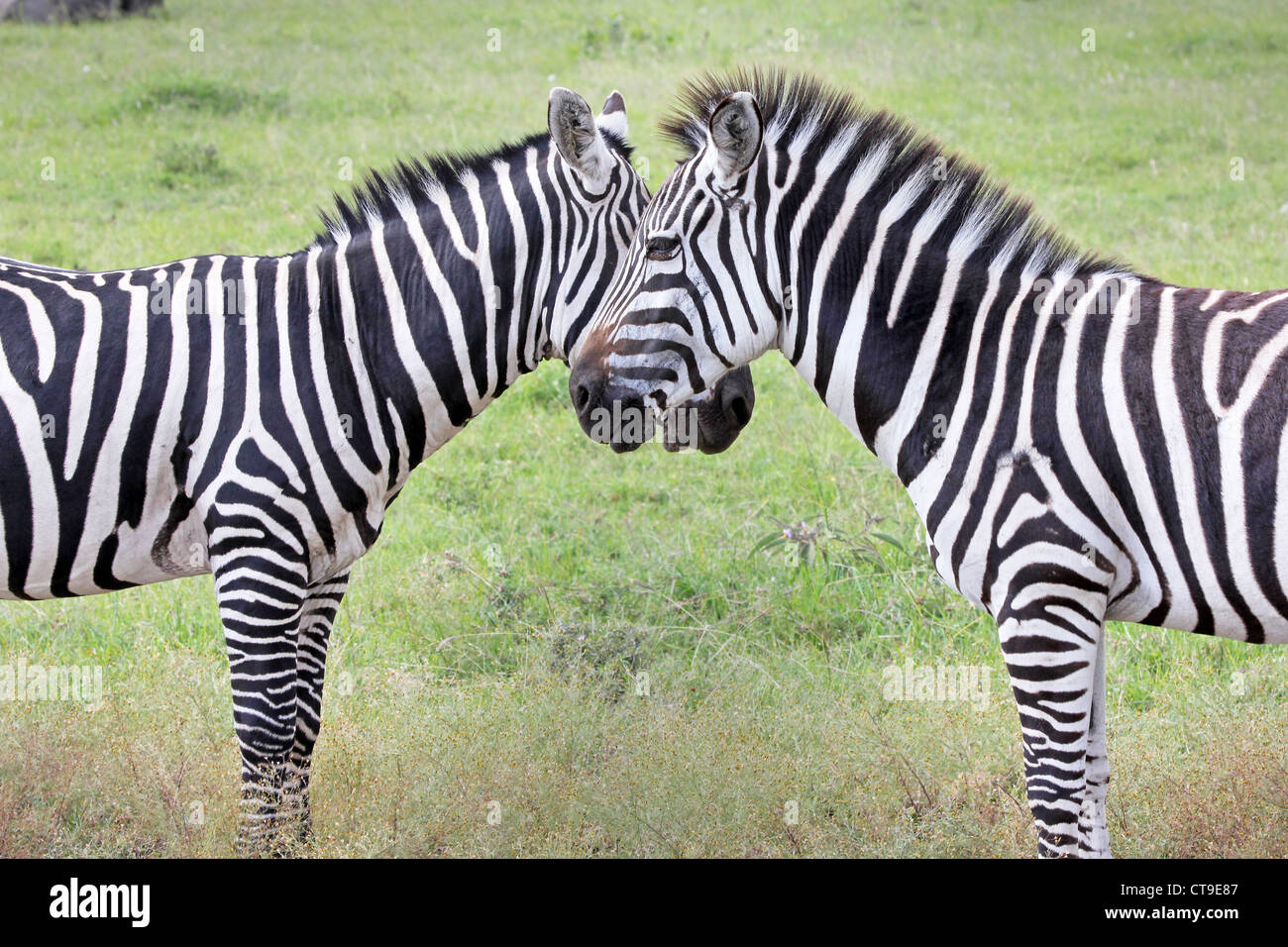 Zwei wilde Zebra (Equus Quagga) erstellen Sie perfekte Symmetrie und Harmonie stehen von Angesicht zu Angesicht in Kenia, Afrika. Stockfoto