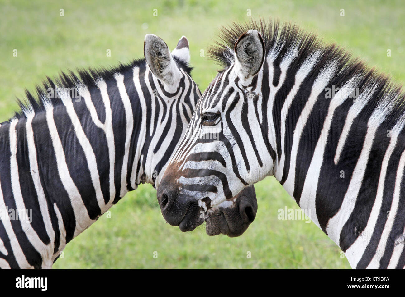 Zwei wilde Zebra (Equus Quagga) erstellen Sie perfekte Symmetrie und Harmonie stehen von Angesicht zu Angesicht in Kenia, Afrika. Stockfoto