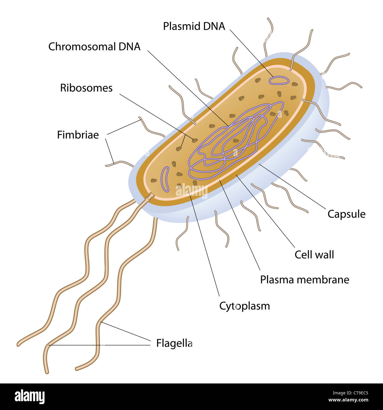 Pili Bacteria Cell Bacterial Pili And Fimbriae DDVLNE