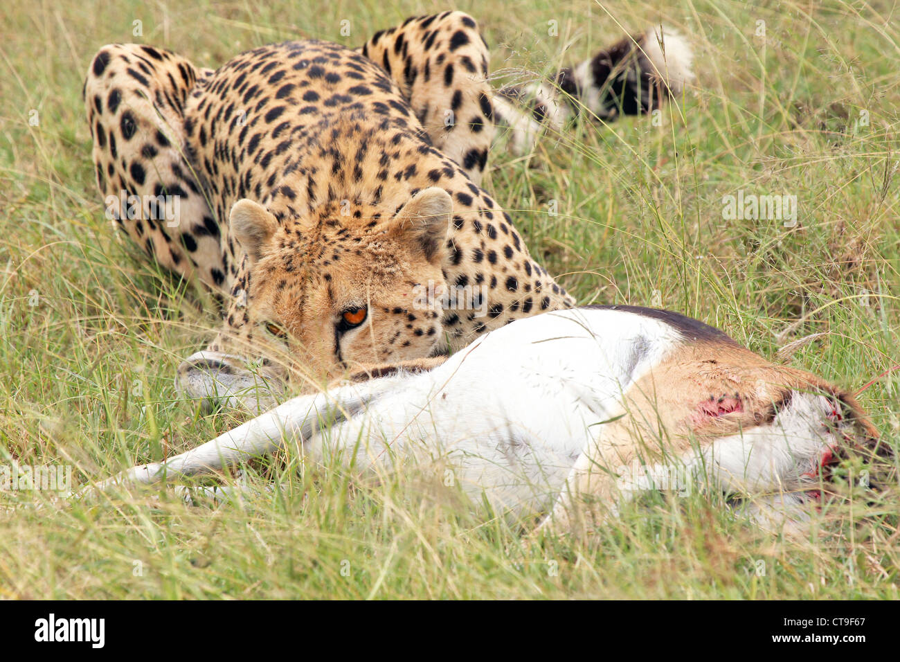Ein Gepard mit seinen Kill, ein Thomson es Gazelle. Fotografiert wurde diese töten in der Wildnis in die Masai Mara, Kenia, Afrika. Stockfoto