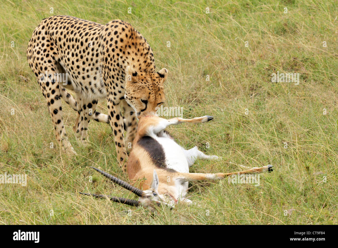 Ein Gepard mit seinen Kill, ein Thomson es Gazelle. Fotografiert wurde diese töten in der Wildnis in die Masai Mara, Kenia, Afrika. Stockfoto