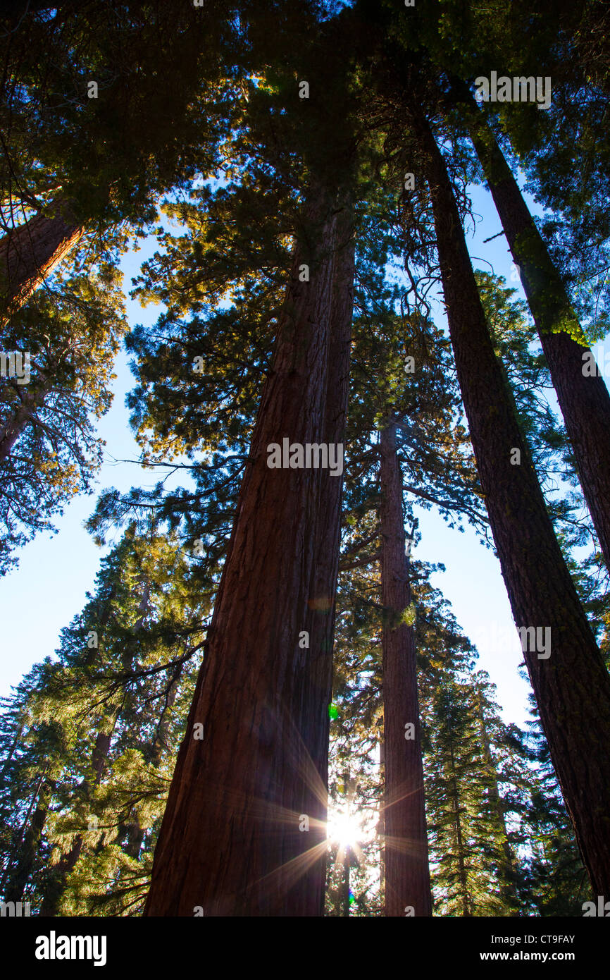 Mariposa Grove der Mammutbäume, Yosemite-Nationalpark, Kalifornien, USA Stockfoto