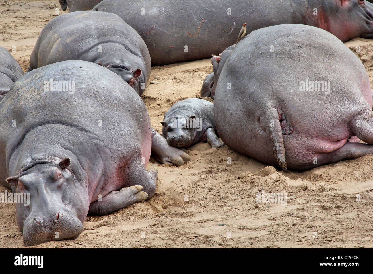 Eine Gruppe von wilden Flusspferde (auch ein kleines Baby!) in der Masai Mara, Kenia, Afrika. Stockfoto