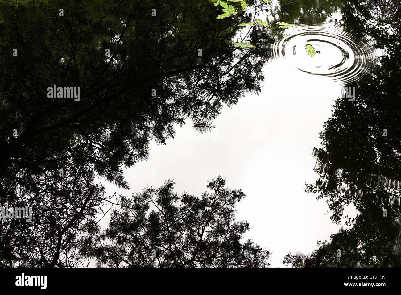 Wellen aus einem Regentropfen trifft das Wasser stören ein perfektes Spiegelbild auf einem Teich auf dem Allen Banken Walk in Northumberland. Stockfoto