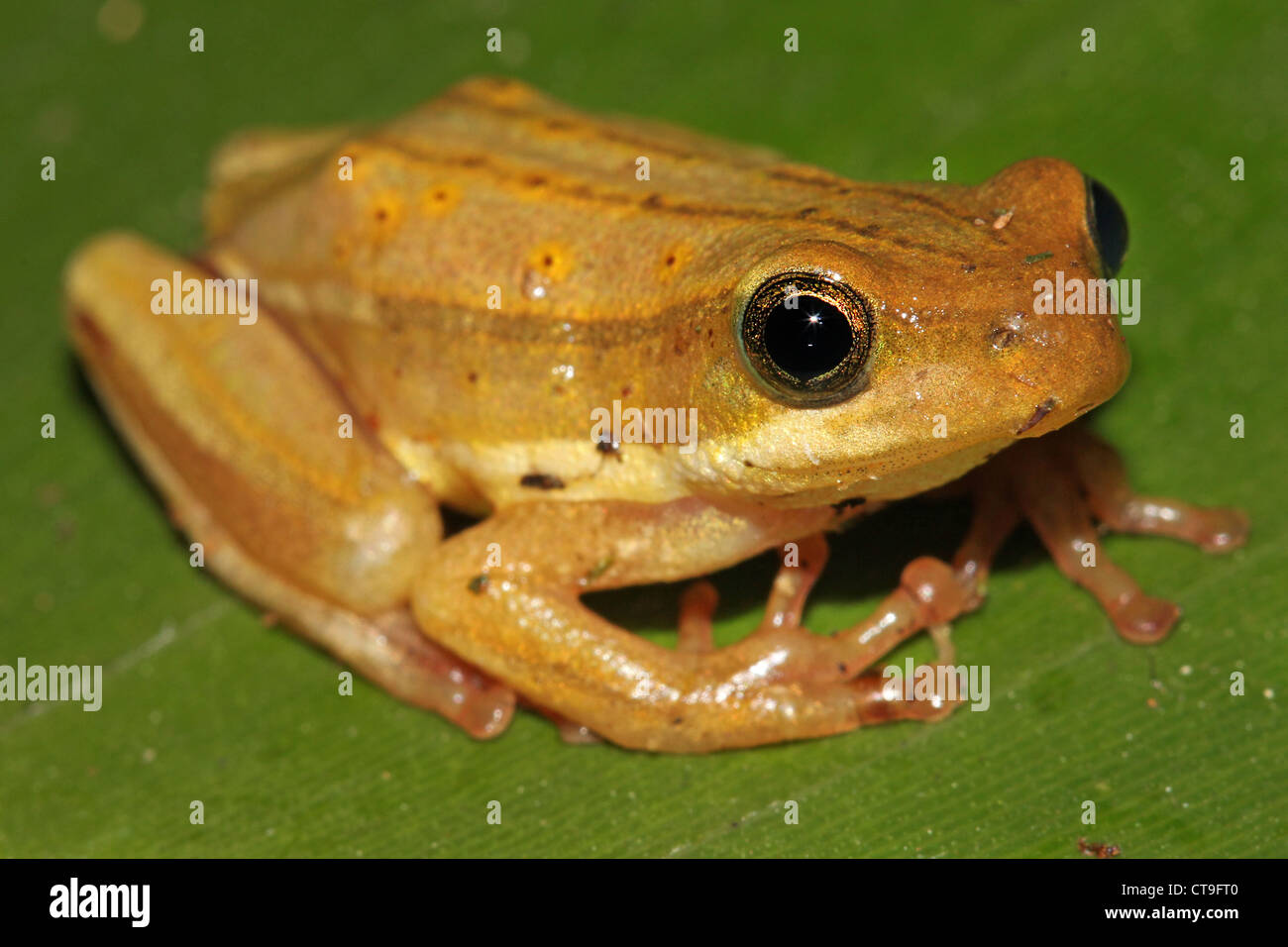 Männliche gemalt Reed Frosch (Hyperolius Marmoratus) sitzen auf einem Blatt in Kenia, Afrika. Isoliert auf schwarz. Stockfoto