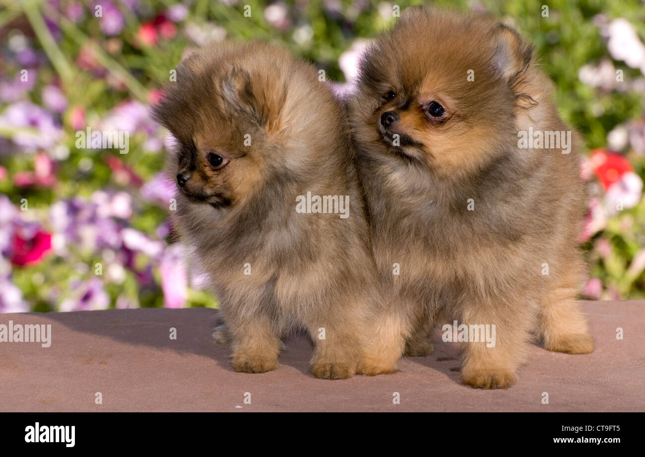 Pom Poms Dog Stockfotos und -bilder Kaufen - Alamy