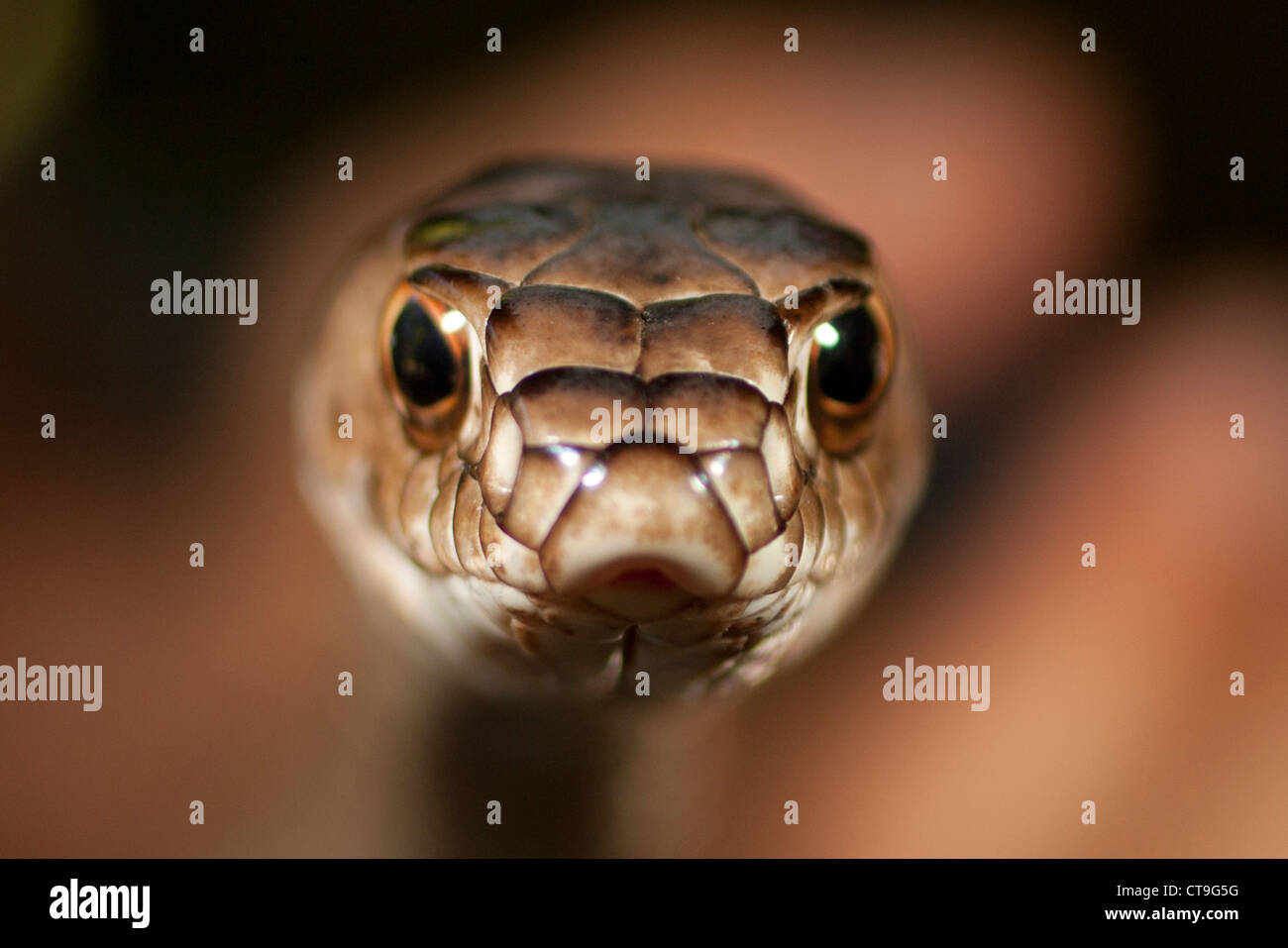Nahaufnahme einer Abschreckung Schlange (Masicophis Flagellum) Stockfoto