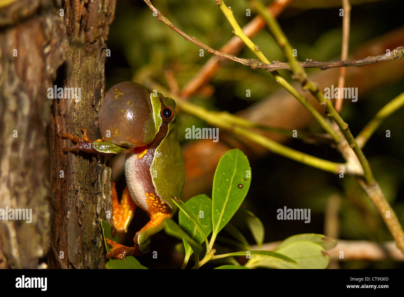 Männliche Pine Barrens Treefrog - Hyla Andersonii Berufung Stockfoto