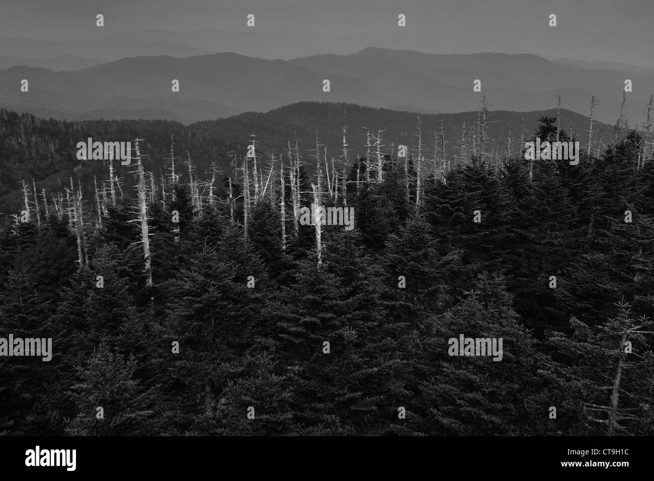 Toten Fraser Tannenbäume, verursacht durch Balsam wolliges Adelgid, vom Clingmans Kuppel im Great Smoky Mountains National Park gesehen Stockfoto