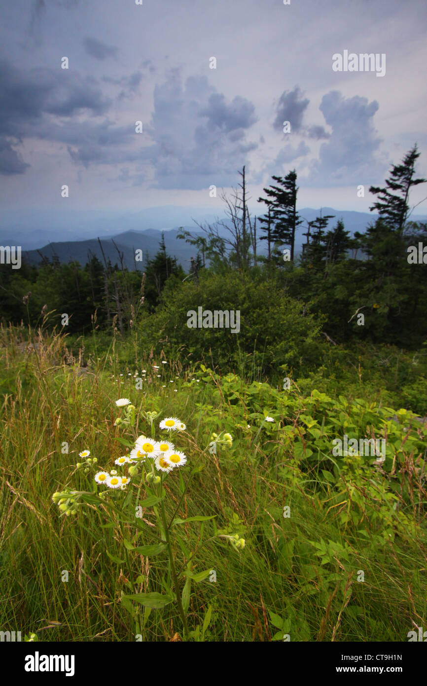 Wildblumen und Vista von Clingman die Kuppel in der smokies Stockfoto