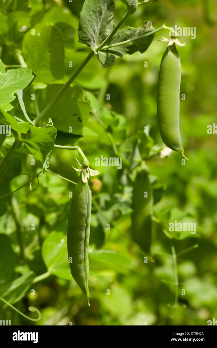 grüne Erbse wächst auf einem Bauernhof Stockfoto