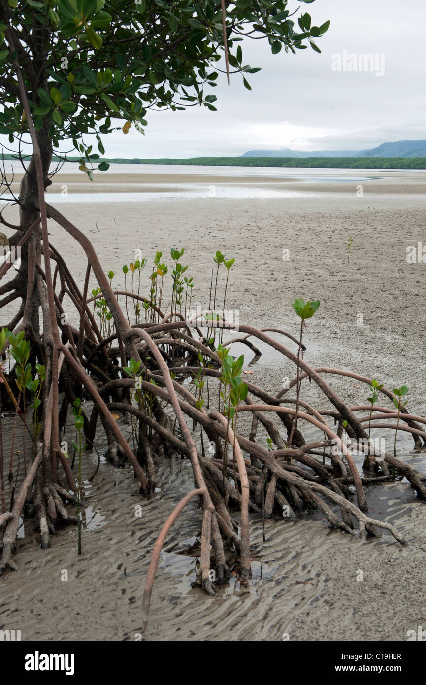 Mangrovewurzeln ausgesetzt bei Ebbe mit ihren jungen Triebe Cooya Bay, Far North Queensland, Australien Stockfoto