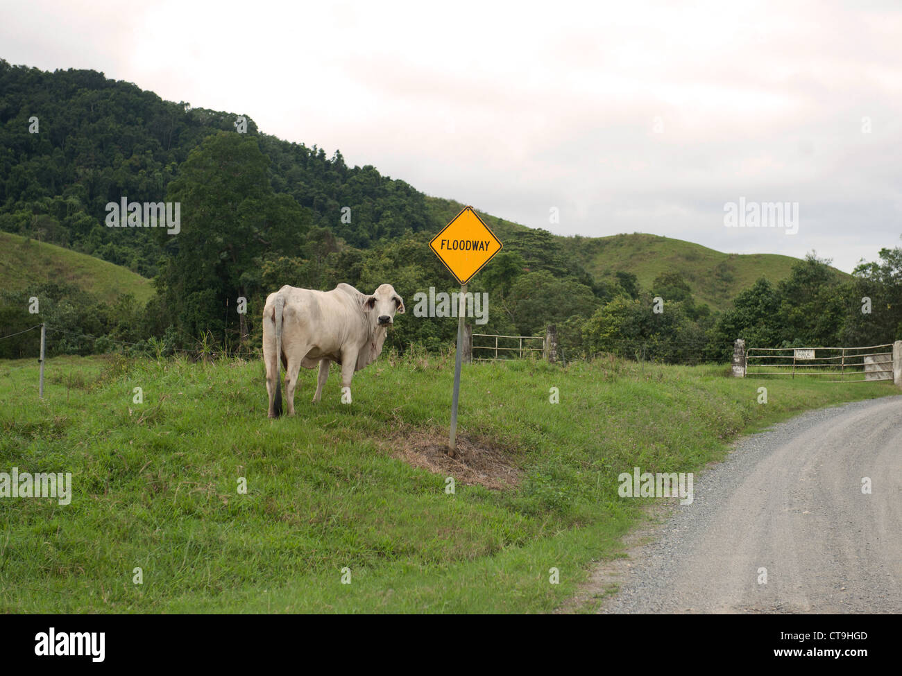 Brahma Rinder auf den Heimweg auf dem Bauernhof am frühen Nachmittag entlang einer Landstraße neben dem Daintree River in Far North Queenslan Stockfoto