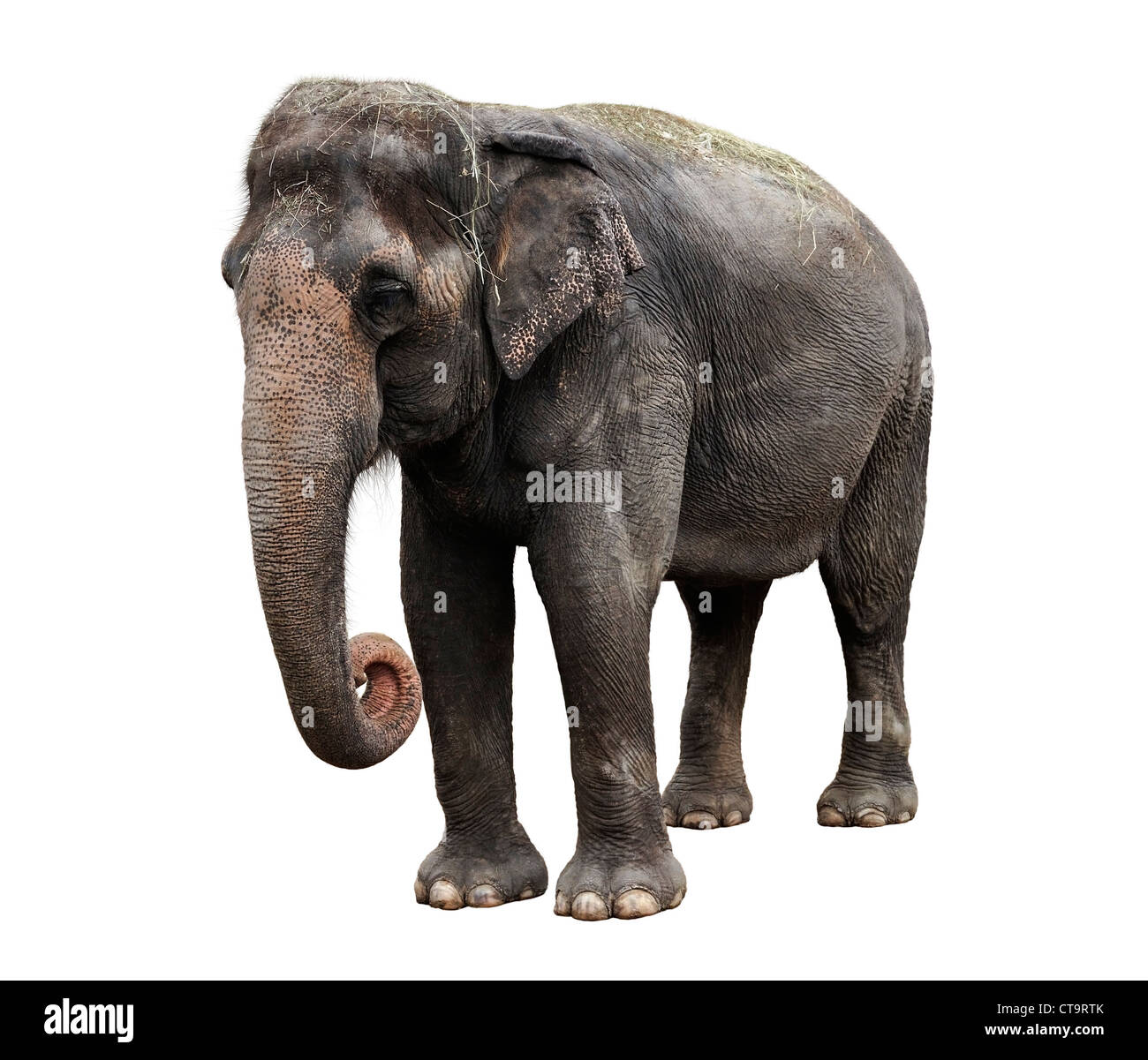 Asiatischer Elefant, Isolated On White Background Stockfoto